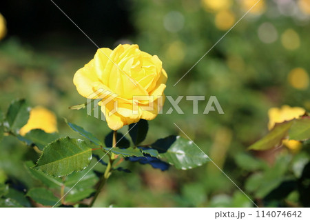黄色のバラの花　フリージア 114074642