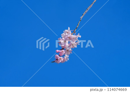 青空バックに見上げる満開の淡いピンクの枝垂れ桜 114074669