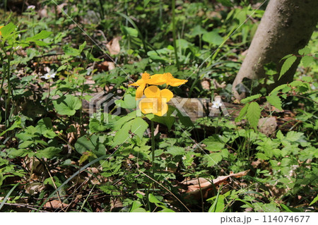 那須塩原　木の俣渓谷に咲くヤマブキソウ 114074677