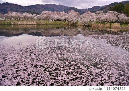 水面を飾る桜花 水面を飾る桜花 114074823