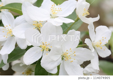 自然 植物 ズミ、完全に開いた花。三センチ前後の五弁花で蕾や半開きの時は紅色がさします 自然 植物 ズミ、完全に開いた花。三センチ前後の五弁花で蕾や半開きの時は紅色がさします 114074905