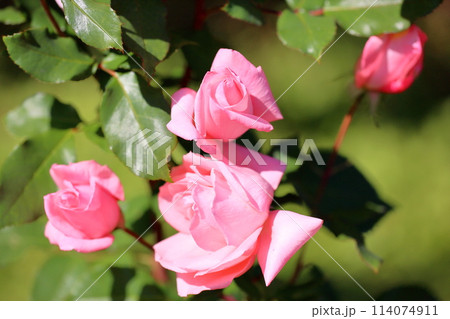 バラの花　プリンセスアイコ 114074911