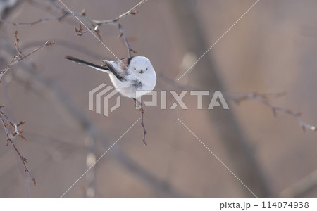 こちらを向くシマエナガ こちらを向くシマエナガ 114074938