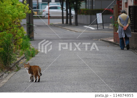 道路を歩く猫 114074955
