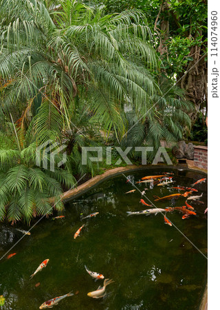 Majestic Japanese Koi Fish Swimming in Pond at Greenhouse. Japanese Carp Gracefully Gliding in Greenhouse Pond. Tranquil Japanese Koi Fish Pond in Greenhouse Oasis. Exotic Japanese Koi Fish in 114074960