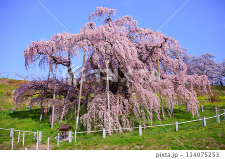 三春町 滝桜 三春町 滝桜 114075253