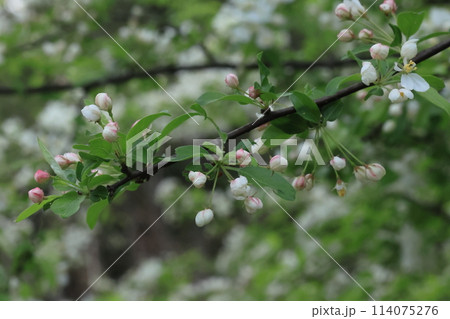 自然　植物　ズミ、花をバックにした蕾。開花するにつれて赤から白に色が変わってゆきます 114075276