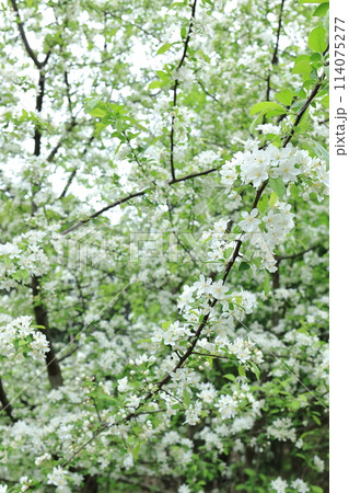 自然 植物 ズミ、バラ科リンゴ属の落葉小高木。春から初夏に白い花をたくさん咲かせます 自然 植物 ズミ、バラ科リンゴ属の落葉小高木。春から初夏に白い花をたくさん咲かせます 114075277