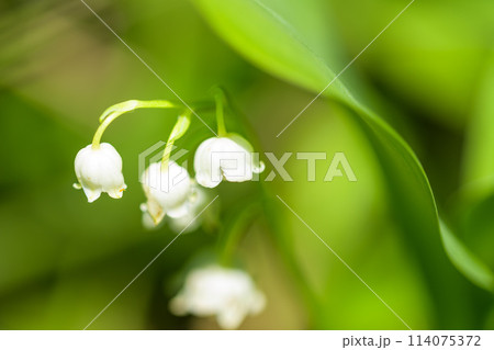 高原一帯に甘い香りに包まれるスズランの花マクロ撮影(阿蘇市スズラン自生地公園)阿蘇市波野 高原一帯に甘い香りに包まれるスズランの花マクロ撮影(阿蘇市スズラン自生地公園)阿蘇市波野 114075372