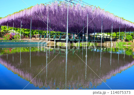 足利市　あしかがフラワーパーク　大長藤 114075373