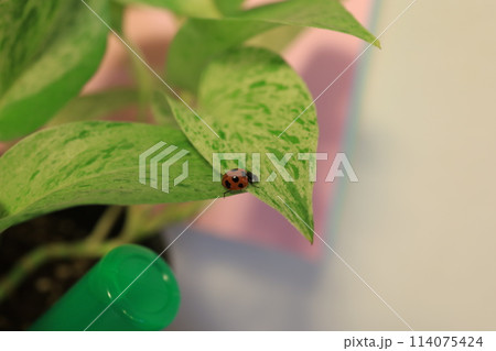 てんとうむしと観葉植物 114075424
