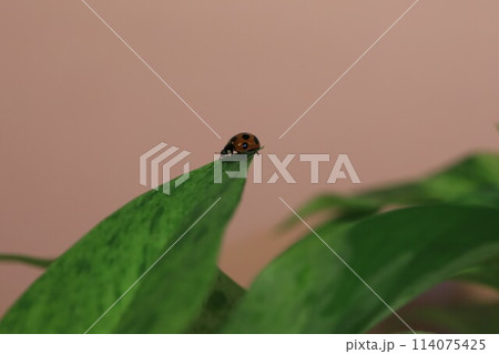 てんとうむしと観葉植物 114075425