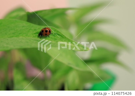 てんとうむしと観葉植物 114075426