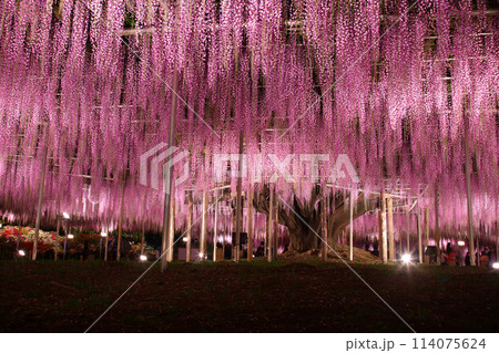足利市 あしかがフラワーパーク 大藤のライトアップ 足利市 あしかがフラワーパーク 大藤のライトアップ 114075624