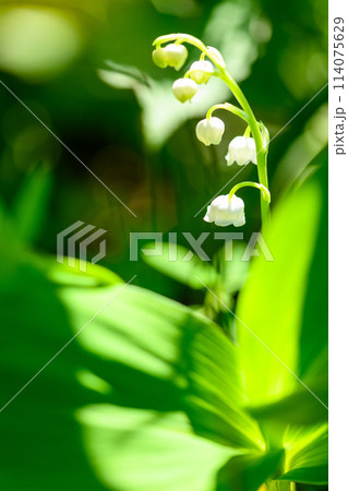 高原一帯に甘い香りに包まれるスズランの花マクロ撮影（阿蘇市スズラン自生地公園）阿蘇市波野 114075629