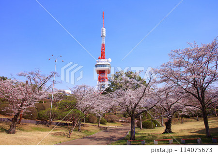 宇都宮市　八幡山公園と満開の桜 114075673