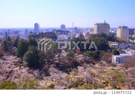 宇都宮市　宇都宮タワーから見た八幡山公園と街並み 114075722