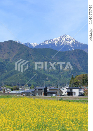 安曇野　菜の花咲く春 114075746