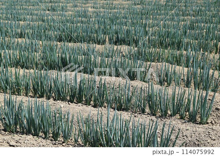 長ネギ畑 山形県庄内 114075992