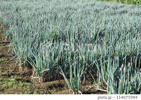 長ネギ畑 山形県庄内 114075994