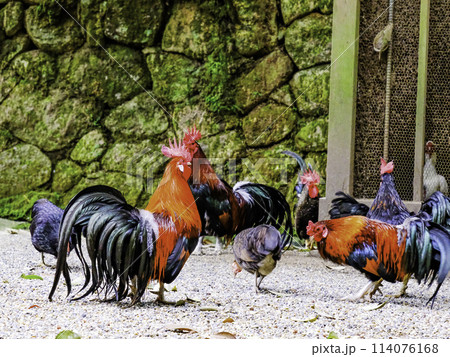 石上神宮の鳥1 114076168