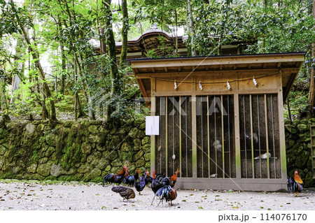 出雲建雄神社拝殿とニワトリ 出雲建雄神社拝殿とニワトリ 114076170