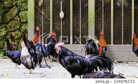 石上神宮の鳥4 114076172