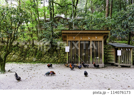 石上神宮境内のにわとり 石上神宮境内のにわとり 114076173