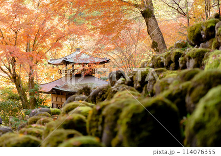 京都市右京区嵯峨の愛宕念仏寺（千二百羅漢の寺）　ふれ愛観音堂と紅葉 114076355