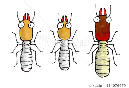 シロアリ3種類（ヤマトシロアリ、イエシロアリ、カンザイシロアリ） 114076479