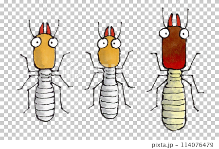 3種白蟻（大白蟻、日本白蟻、關西白蟻） 114076479