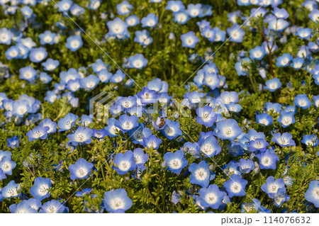 青いネモフィラの花とミツバチ 青いネモフィラの花とミツバチ 114076632