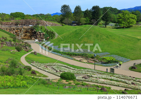 【香川県】晴天の国営讃岐まんのう公園のネモフィラ（青竜の谷と昇竜の滝） 114076671