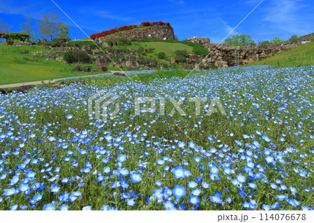 【香川県】晴天の国営讃岐まんのう公園のネモフィラ（青竜の谷と昇竜の滝） 114076678