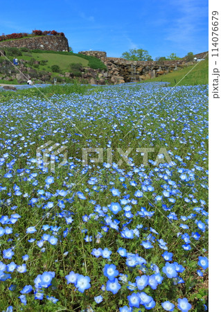 【香川県】晴天の国営讃岐まんのう公園のネモフィラ（青竜の谷と昇竜の滝） 114076679