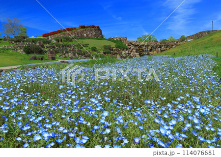 【香川県】晴天の国営讃岐まんのう公園のネモフィラ（青竜の谷と昇竜の滝） 114076681
