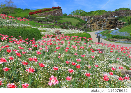 【香川県】晴天の国営讃岐まんのう公園のチューリップ（風花の庭） 114076682