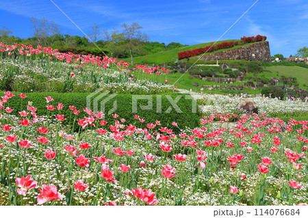 【香川県】晴天の国営讃岐まんのう公園のチューリップ（風花の庭） 114076684