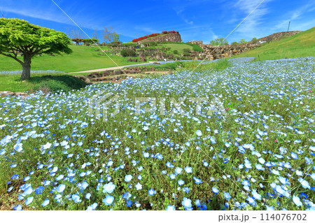 【香川県】晴天の国営讃岐まんのう公園のネモフィラ(青竜の谷と昇竜の滝) 【香川県】晴天の国営讃岐まんのう公園のネモフィラ(青竜の谷と昇竜の滝) 114076702