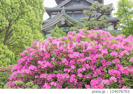 京都　伏見桃山城のツツジ 114076703