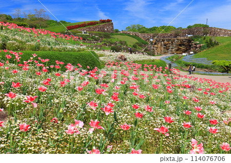 【香川県】晴天の国営讃岐まんのう公園のチューリップ（風花の庭） 114076706