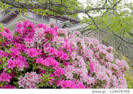 京都　伏見桃山城のツツジ 114076709