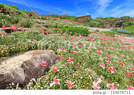 【香川県】晴天の国営讃岐まんのう公園のチューリップ（風花の庭） 114076711
