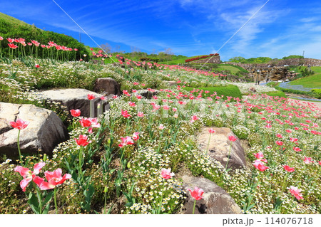 【香川県】晴天の国営讃岐まんのう公園のチューリップ（風花の庭） 114076718