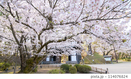 弘前城最長寿の染井吉野　満開の朝　天然記念物　青森県 114076824