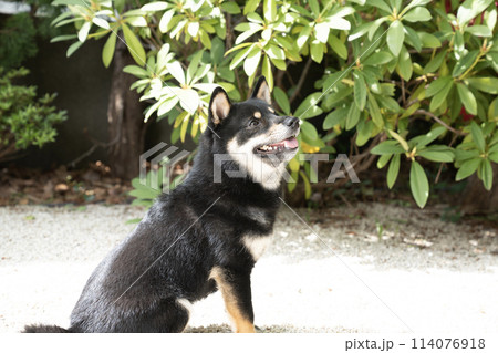 黒柴の小太郎の横顔 114076918