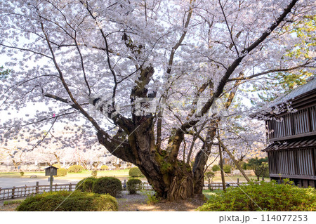弘前城最長寿の染井吉野　満開の朝　天然記念物　青森県 114077253