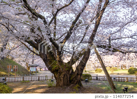 弘前城最長寿の染井吉野　満開の朝　天然記念物　青森県 114077254