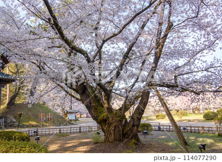 弘前城最長寿の染井吉野　満開の朝　天然記念物　青森県 114077290