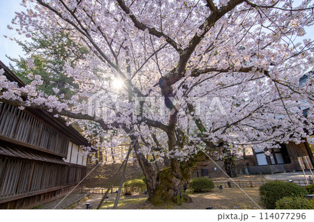 弘前城最長寿の染井吉野　天然記念物　青森県 114077296